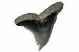 Snaggletooth Shark (Hemipristis) Tooth - South Carolina #280083-1